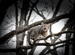 На Кубань придут дожди