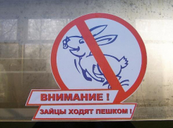 Северокавказская железная дорога высадила около 500 безбилетников
