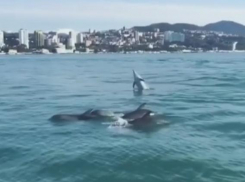 Резвящиеся дельфины устроили бесплатное представление туристам в Сочи