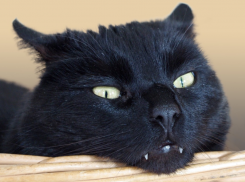 На Кубани пройдут небольшие дожди 