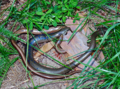 Зверье мое: где живет на Кубани ящерица, похожая на змею