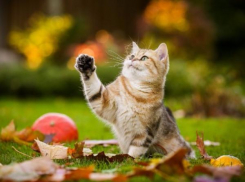 Теплая и ветреная погода ожидается на Кубани во вторник