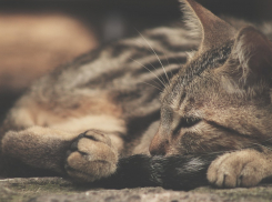 Снег и мороз пообещали на Кубани 