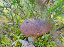 Актуальный Краснодар сегодня: Захарий и Елизавета. Почти +27. Мониторим, распространяем, влюбляемся, уважаем, вспоминаем и гадаем 