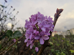 Зимой жителей Кубани радует цветущая сирень