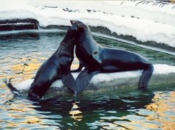 Из анапского дельфинария сбежал морской котик Миша 