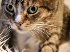 Потепления на Кубани не ожидается 