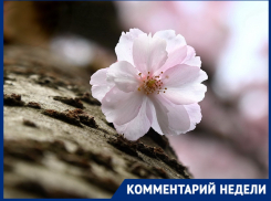 Вишня, слива и абрикос: как найти настоящую сакуру среди «двойников» в Краснодаре