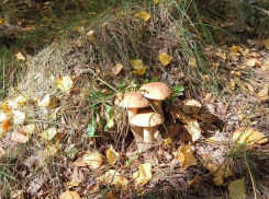 Последние? Краснодарские грибники рассказали о «тихой охоте» осенью