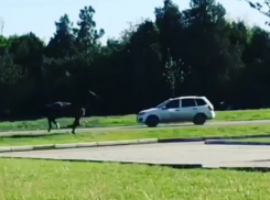  Сбежавшая с краснодарского ипподрома лошадь, пробежалась по улицам города 