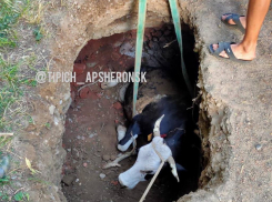 В Краснодарском крае корова с хозяином провалились под землю