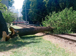 На улицах Краснодара из-за ветра массово падают деревья