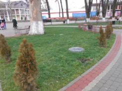 В Северском районе пенсионерка украла из парка пять ёлок