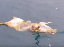В Сочи отдыхающие возмутились, увидев плавающую в море свинью со вспоротым брюхом