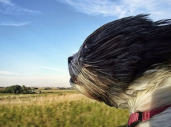 На Кубани будет дуть сильный ветер 