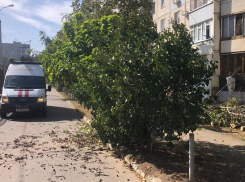 Ураганный ветер повалил деревья и ветки в Краснодаре 