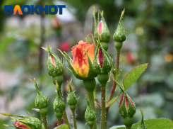 Синоптики предсказали дожди в Краснодаре