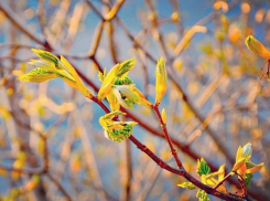 Очередное потепление грозит Краснодарскому краю
