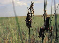 Из-за нашествия саранчи на Кубани ввели режим повышенной готовности