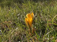 В парке Галицкого появились первые вестники весны