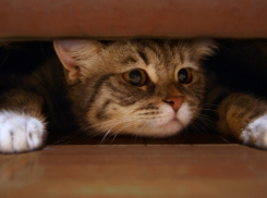 На Кубани на смену сильнейшему ветру придут грозы