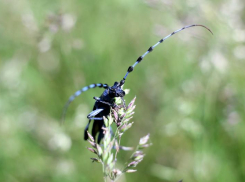 Зверье мое: почему альпийский усач живет на Кубани