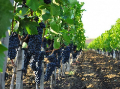 Парламент Кубани утвердил новые меры господдержки для виноградарей и виноделов