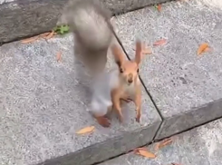  Пушистый вымогатель орехов попал на видео в парке Галицкого 