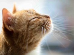 Зной отступил: на Кубани 10-го августа обещают кратковременные дожди