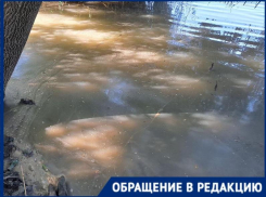 Утки задыхаются в химии: краснодарцев беспокоит состояние озера в парке Старая Кубань 