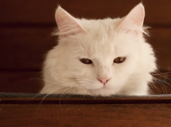 На Кубань придет долгожданное потепление 