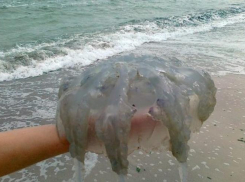 «Как из фильмов ужасов»: в сети обсуждают усыпанное медузами побережье Азовского моря 