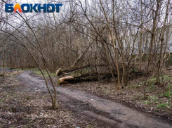 В Краснодарском крае с 10 февраля введут пожароопасный сезон 2024 года