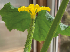 Пора на выход: рассчитываем сроки посева огурцов на рассаду