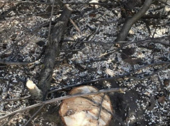 Пилят ветки над головами: краснодарцы жалуются на работы по обрезке деревьев 