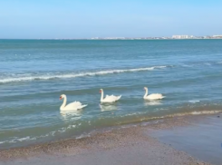 Лебеди в море шокировали туристов в Краснодарском крае 