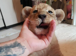 Зверье мое: львенка для туристов Краснодара выставили на продажу
