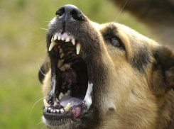 В Сочи свора бездомных собак едва не разорвала 5-летнюю девочку