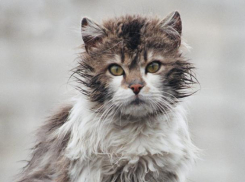 Резкое падение температуры и дожди ожидают жителей Кубани в четверг