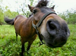 В Армавире спасли лошадь, которая застряла на мосту