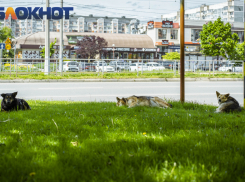 В Краснодарском крае объявили предупреждения о шторме и подъёме уровня рек