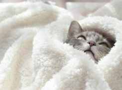 На Кубани 3 февраля выдастся дождливым 