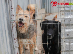 Администратор краснодарского приюта для животных «Краснодог»  рассказала о сложностях работы