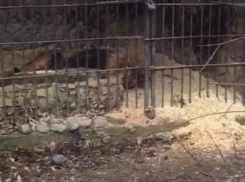 В краснодарском Сафари-Парке прокуратура выявила нарушения 