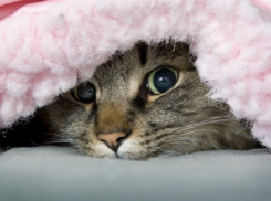 На Кубани ожидается минусовая температура ночью 