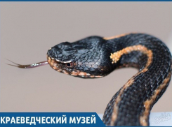 ТОП 5 вымирающих тварей из Красной книги Краснодарского края