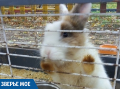 Питомцы «живого уголка» в Новороссийске замерзают