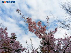 До +20 градусов прогреется воздух в Краснодаре