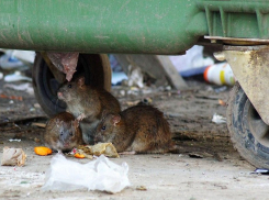 Мэр приказал зачистить Краснодар от мусора до конца дня
