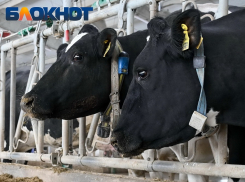 Животных в кубанской станице отправят на убой из-за опасной инфекции